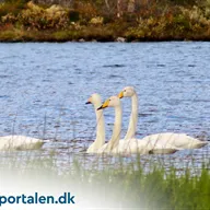 Odder erhverv: oplev dynamikken i byens blomstrende forretningslandskab